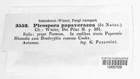 Crivellia papaveracea image